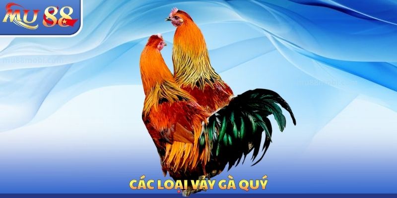 Các loại vảy gà quý