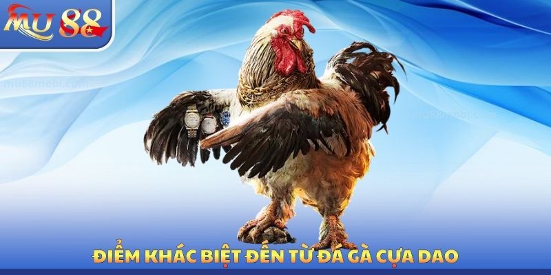 Điểm khác biệt đến từ đá gà cựa dao