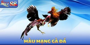 Màu Mạng Gà Đá