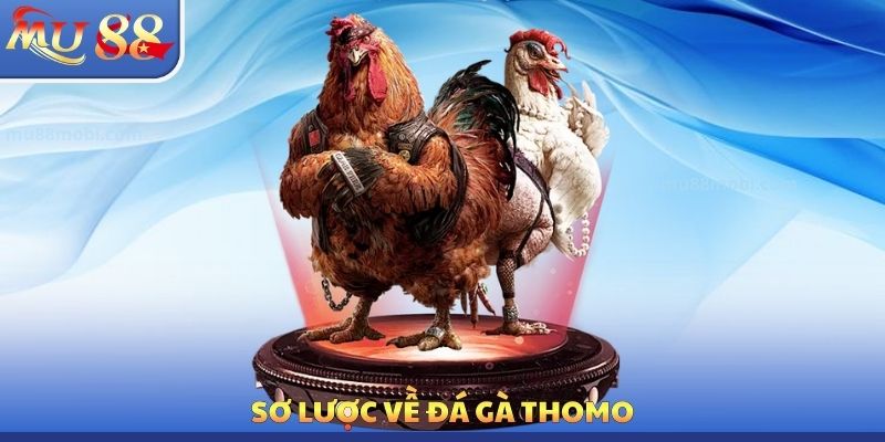 Sơ lược về đá gà Thomo