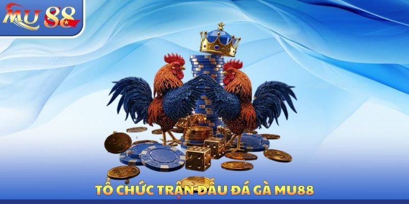 Tổ chức trận đấu đá gà MU88